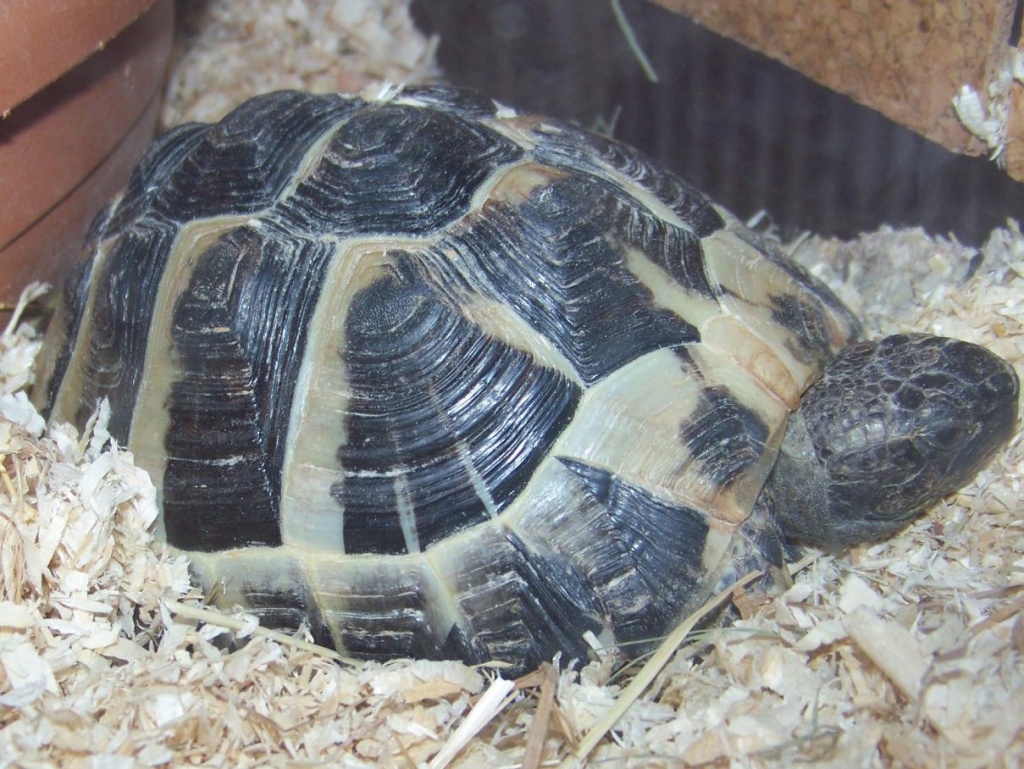 Griechische landschildkröte nz 08/03 abzugeben - Schildkroeten - Burgrieden
