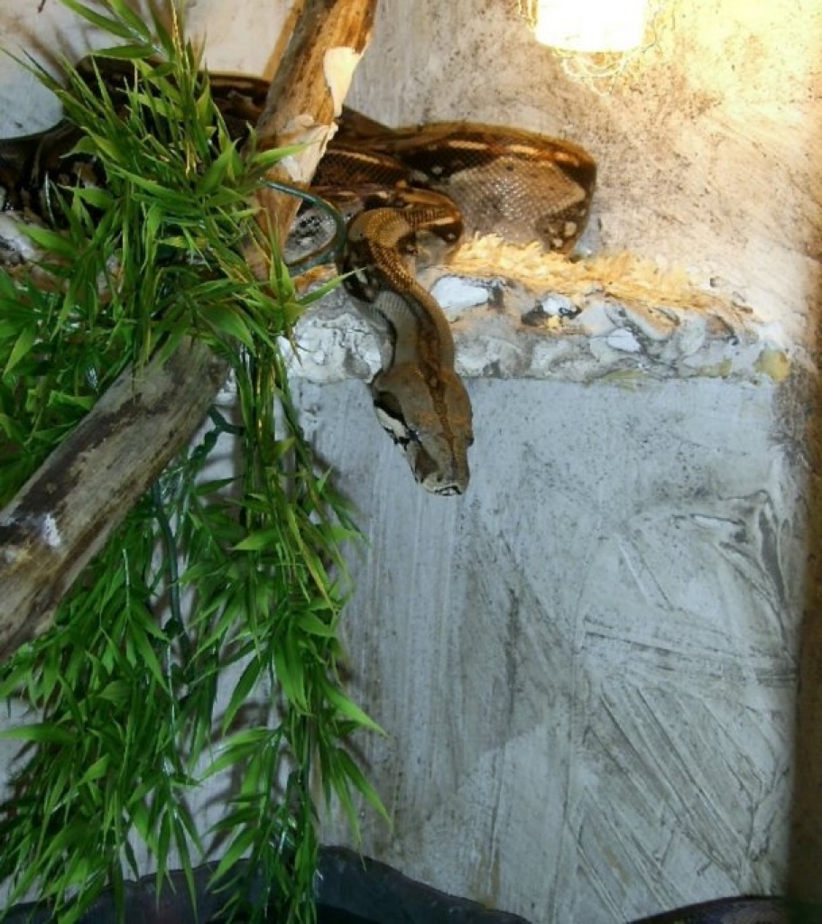 Günstig Abzugeben. 2 Boa C. Constrictor - Schlangen - Traunstein