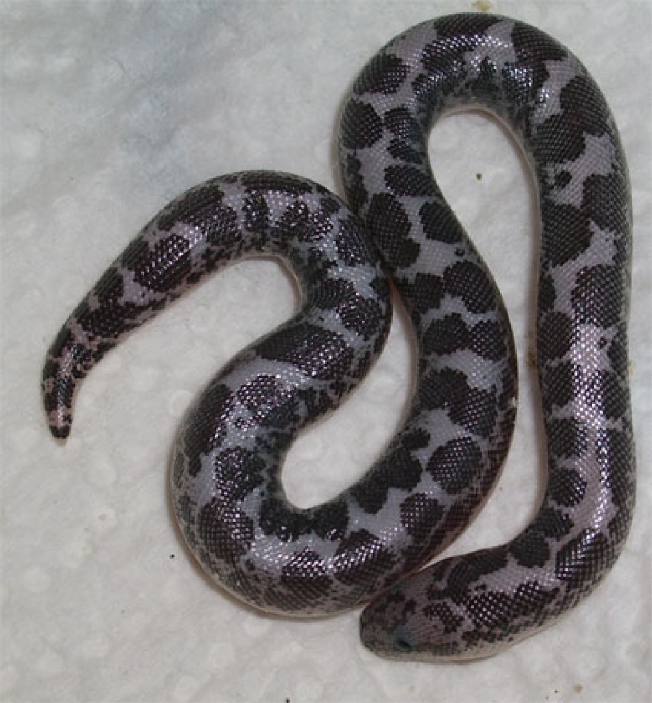 Anerytristische Sandboas - Gongylpohis colubrinus NZ 2021 - Sonstige Reptilien - Augsburg