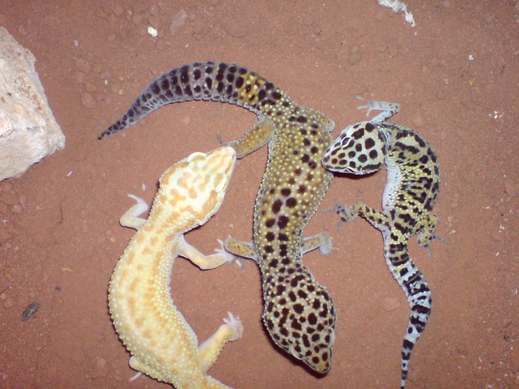 Biete 8 Leopardgeckos verschiedene Farbformen - Gecko - Daumitsch