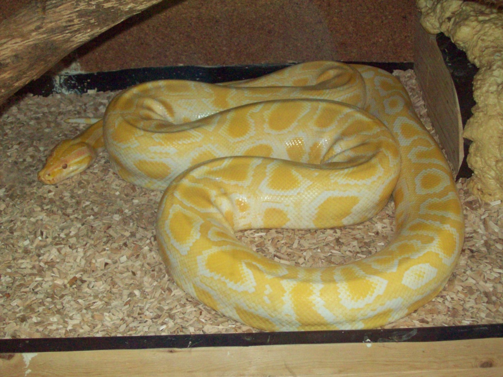 Futter Ratten& Meerschweinchen - Futtertiere - Lüdenscheid