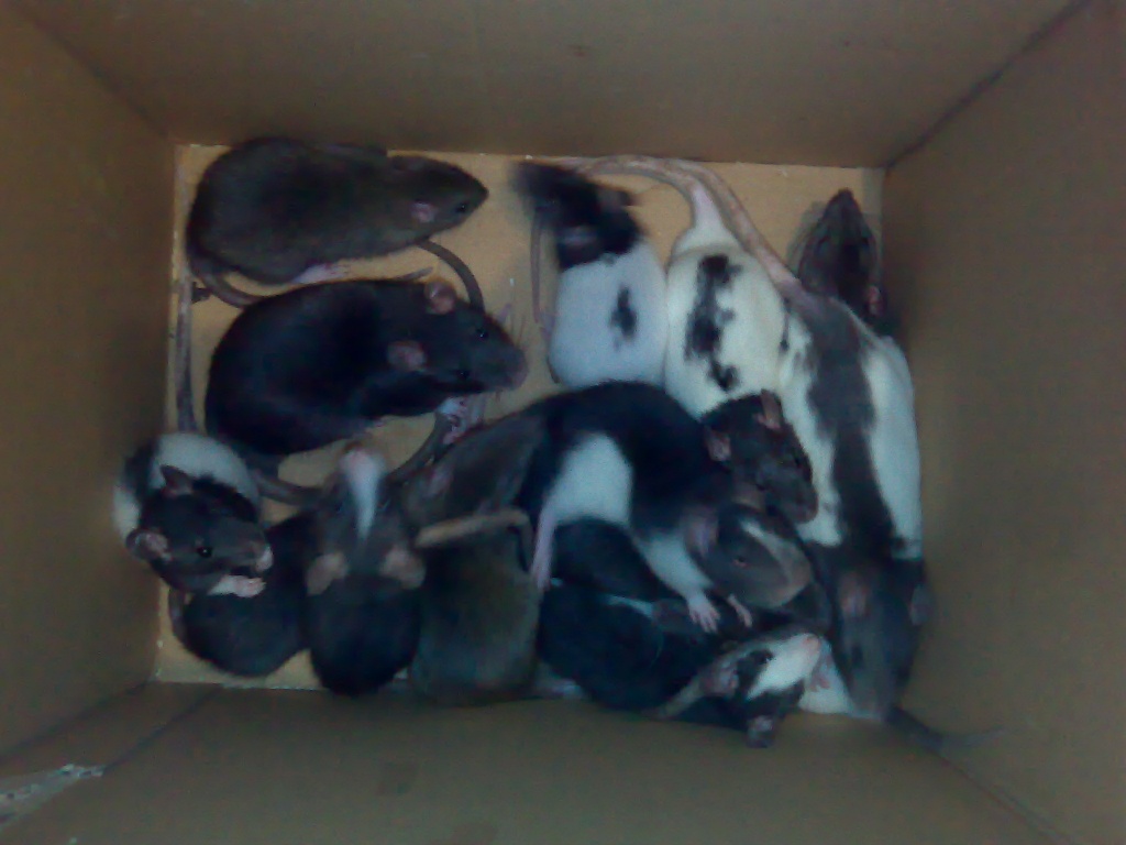 Rattengruppe!! - Futtertiere - Langgöns