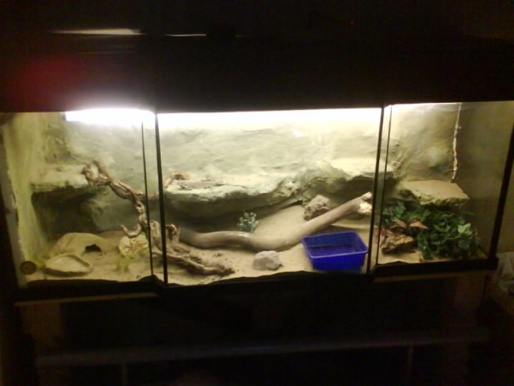 2 Bartagamen pärchen mit riesigen Terrarium mit Rückwand und .. - Echsen - Görzke
