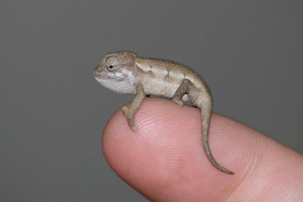 15 Baby Chamäleons (RUDIS) Zweistreifen Chamäleon DNZ von 03/09 - Chamaeleon - Oer Erkenschwick