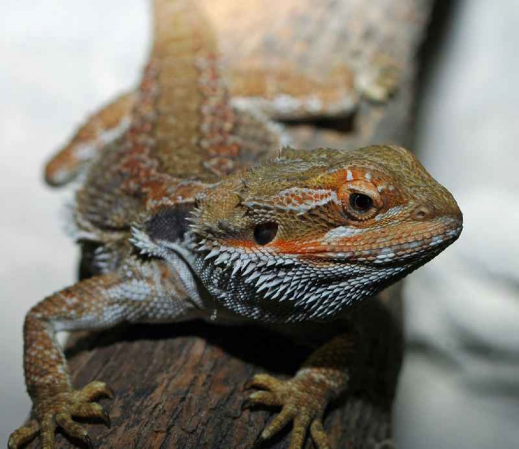 2 weibl. Bartagamen mit wunderschönem Terrarium - Bartagame - Spaichingen