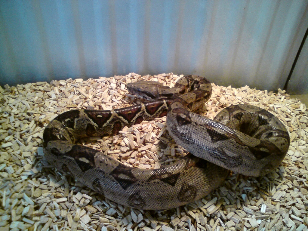 Biete Boa Constrictor Imperator-Rotschwanzboa - Schlangen - Döbeln
