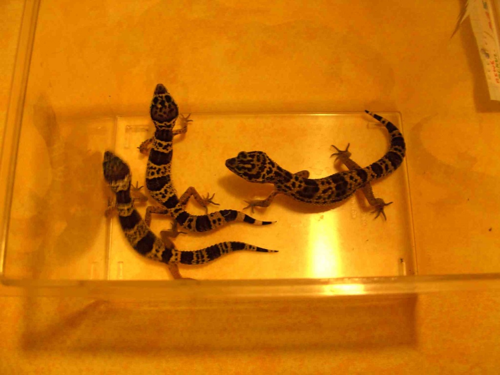 Sehr schöne Leopardgecko Jungtiere abzugeben - Gecko - 68549