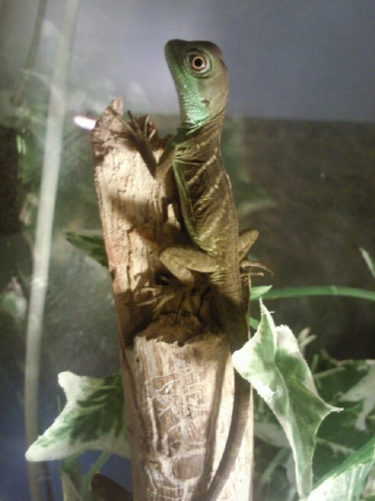 Grüne wasseragamen (physignathus cocincinus) - Sonstige Reptilien - Lauterbach
