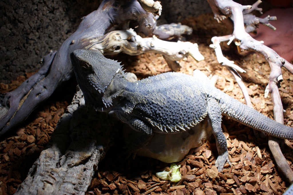Verschenke ein Bartagame Männchen - Echsen - Burghausen