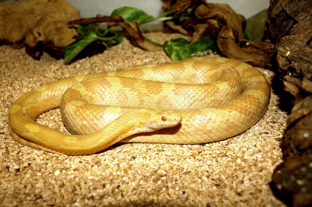 Biete Kornnatter Sulfur - Schlangen - Berlin