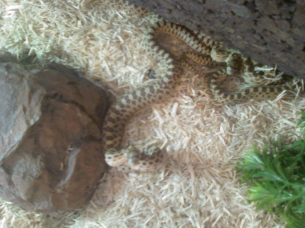 0,0,1 Bullennatter(pituophis catenifer sayi) ENZ. 09 - Schlangen - Laer