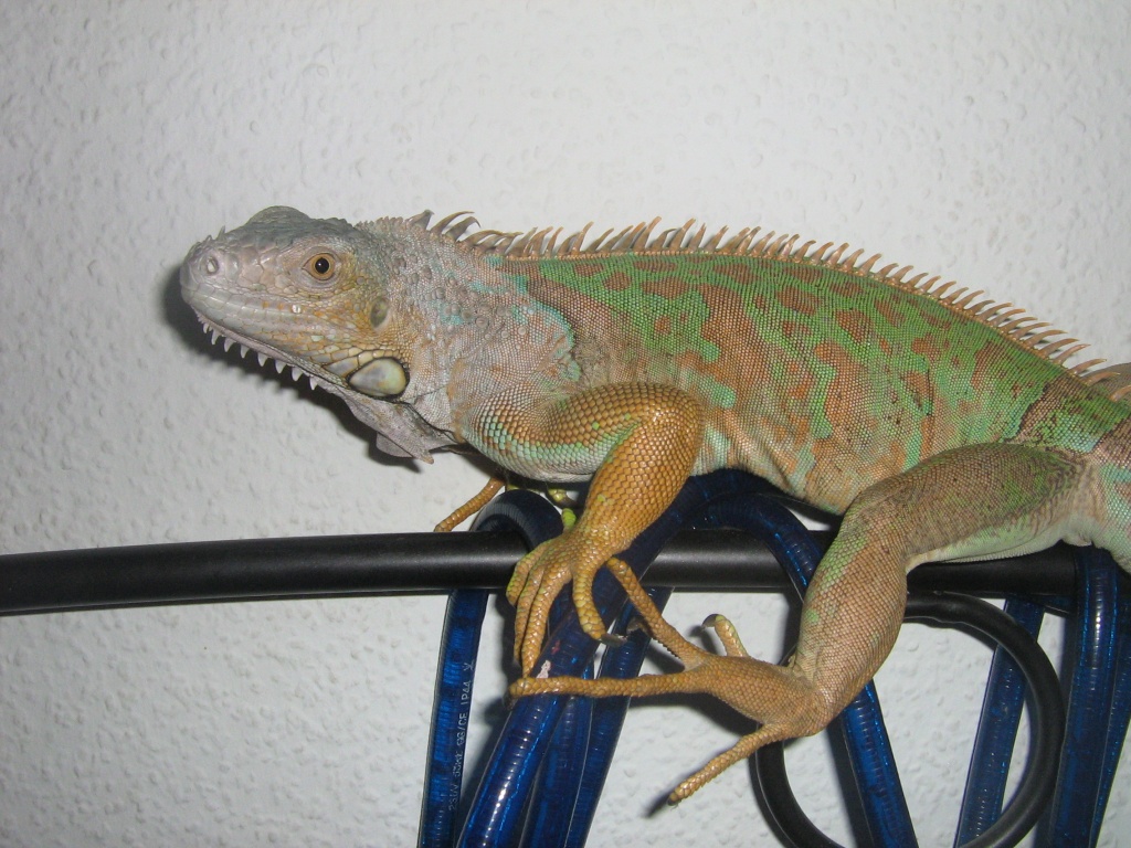 Iguana iguana rhinolpha dame abzugeben - Leguan - Bromskirchen