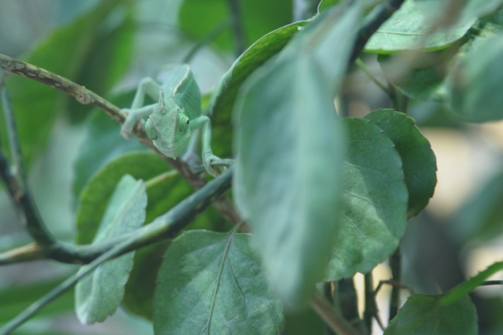 Verkaufe/Tausche 2 Jemenchamöleons - Chamaeleon - Gänserndorf