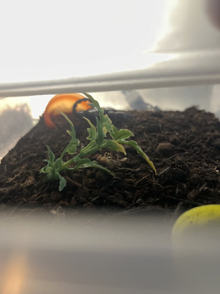 Verkaufe schwarzen Skorpion wie auf den Bild zusehen sind - Sonstige Reptilien - Rostock
