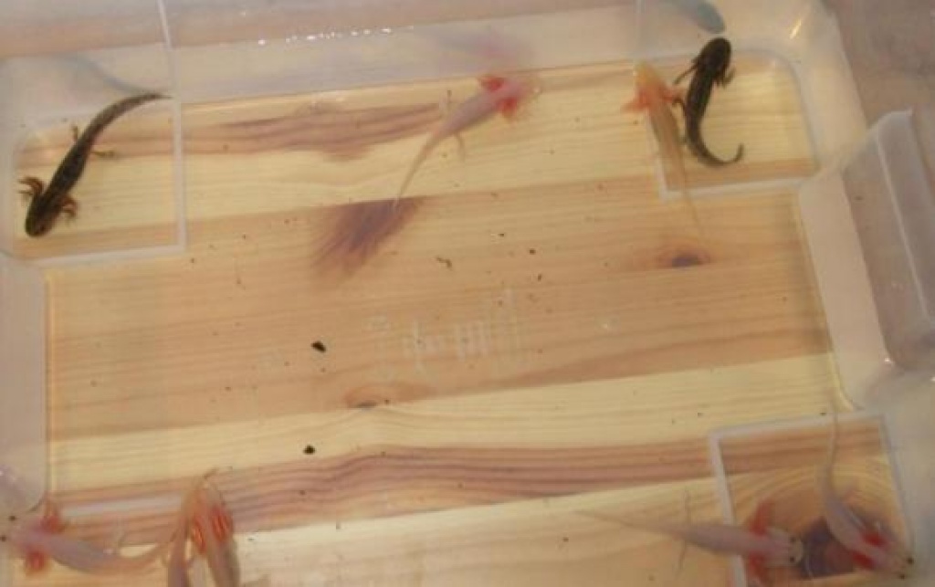 Axolotl-Babys abzugeben!!! - Sonstige Reptilien - Neubrandenburg