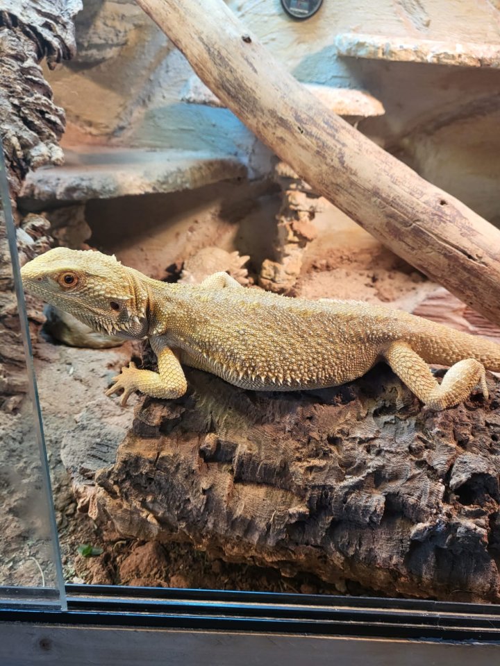 Bartagame mit terrarium abzugeben - Bartagame - Stolberg