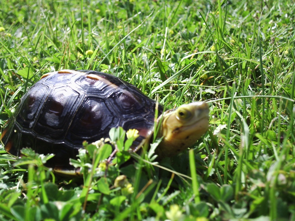 BOXTURTLES - DOSENSCHILDKROTEN - Schildkroeten - Durbuy - Belgien