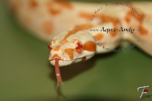 Boa constrictor constrictor / imperator mix Verkaufe verschiedene Varianten  Wis - Schlangen Boa - Volkach
