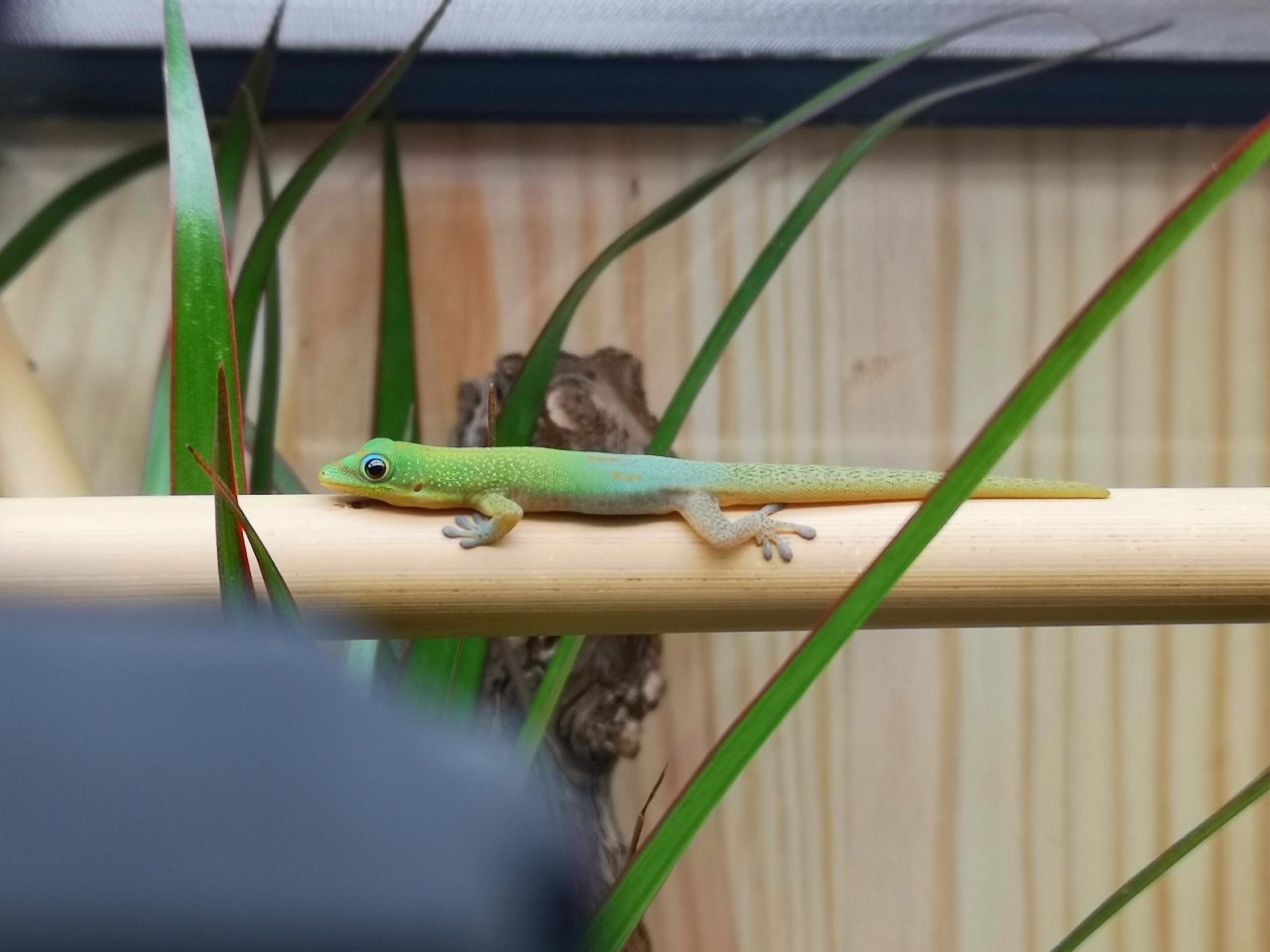 Wunderschöne Phelsuma laticauda Nachzuchten - Gecko - Frankfurt am Main