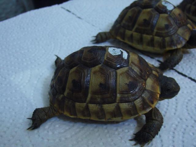 Maurische Landschildkröten NZ 2021 - Schildkroeten - Büdingen