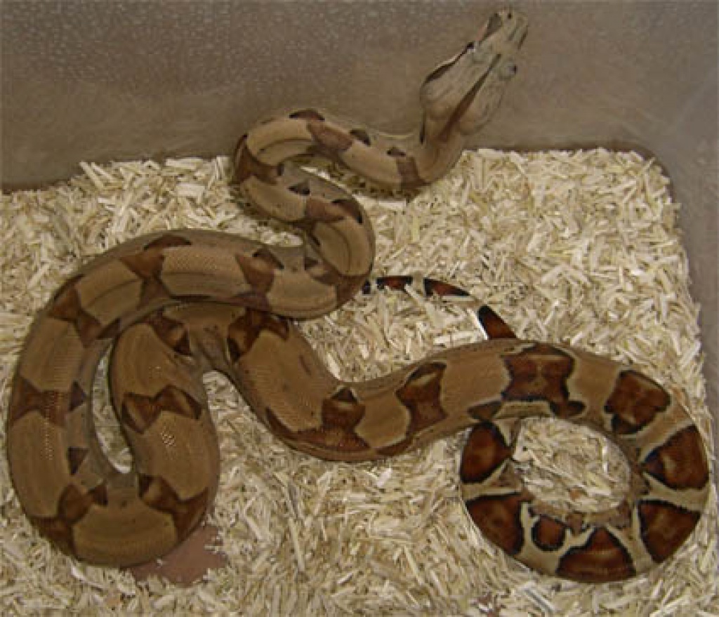 Boa constrictor Farbvarianten - Schlangen - Meitingen