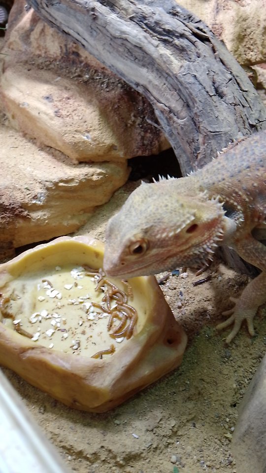 Bartagamen Weibchen - Bartagame - Sörup