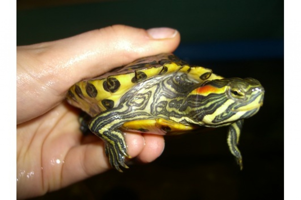 Deutsche Nachzuchten der Cumberland-Schmuckschildkröte - Schildkroeten - Stelle