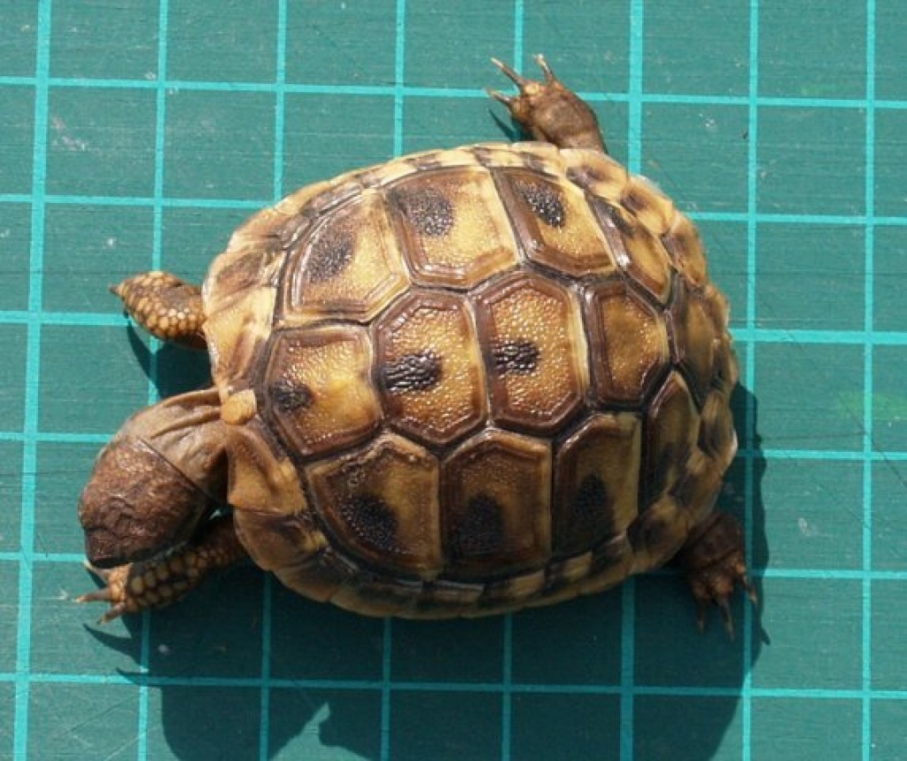 THB Griechische Landschildkröten 2021 & 2021 abzugeben - Schildkroeten - Waiblingen