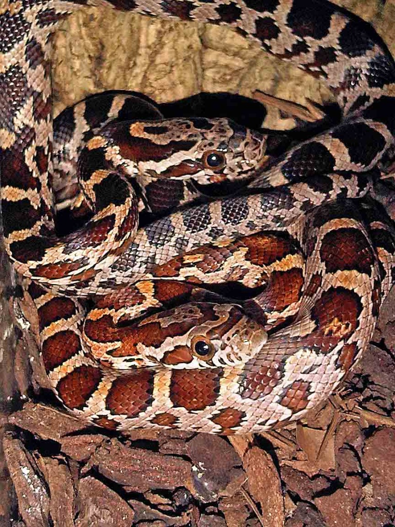 Kornnattern, pantherophis guttatus - Schlangen - Altdorf bei Nürnberg