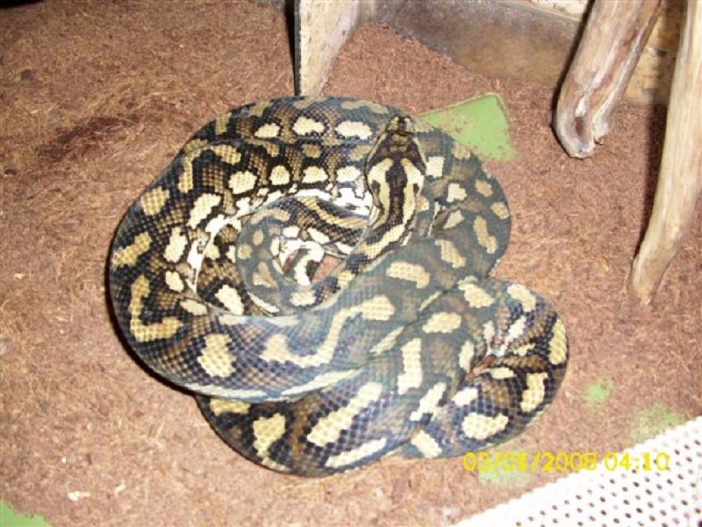 Teppichpython - Schlangen - Sonthofen