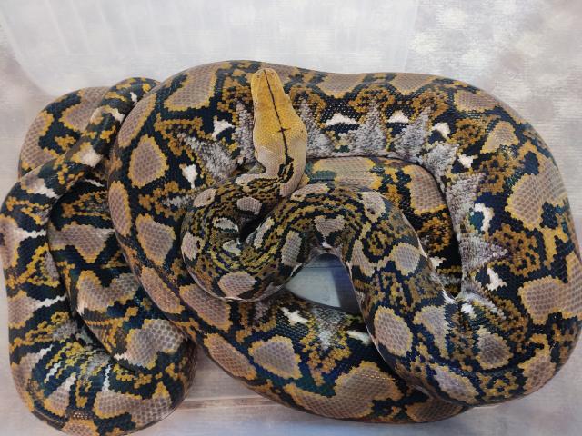 Python Reticulatus locality Bali  - Schlangen Python - Urmitz 