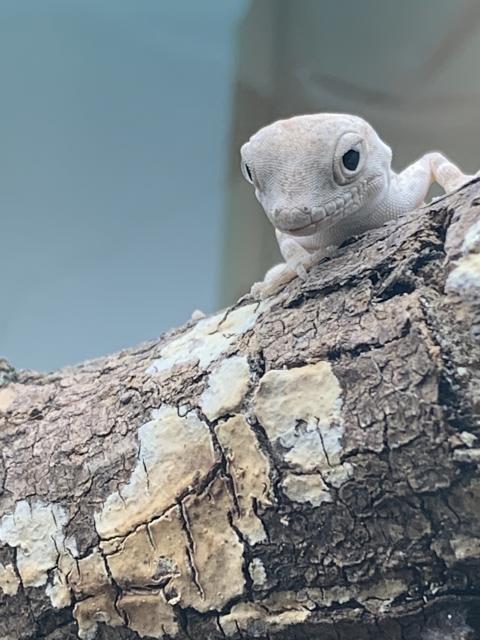 Pristurus carteri Dhofar Skorpionschwanzgeckos  - Gecko - Köln