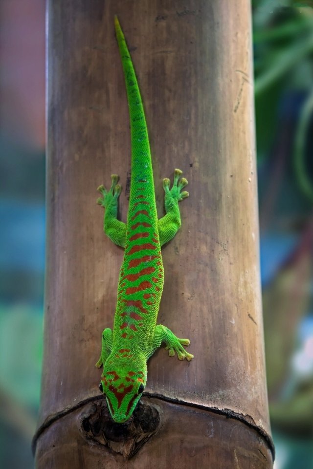 Phelsuma Madagaskar Taggeckos - Gecko - Hösbach