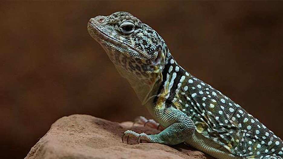Halsbandleguan mit terrarium - Leguan - Erfurt