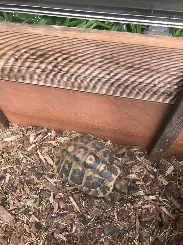 Griechische Landschildkröten 11 Stück (Testudo hermanni) Zubehör komplett Aufgab - Schildkroeten - Marl