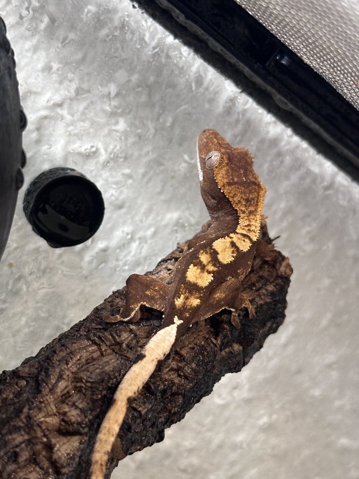 Wunderschöner Kronengecko Nachzucht (Harlequin / Partial Pinstripe) abzugeben - Gecko - Erfurt