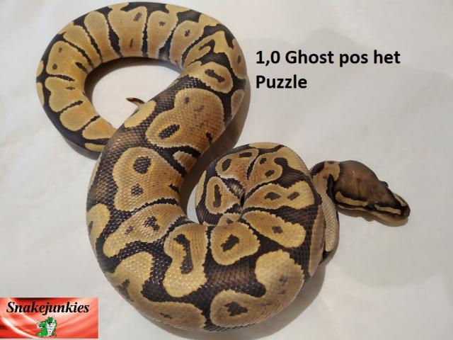 Königspython Nachzucht : Woma, Pinstripe, Spotnose, Ghost und mehr - Schlangen Python - Gardelegen