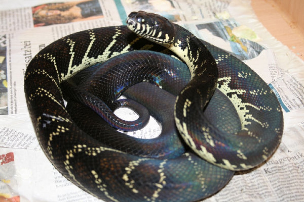 Morelia boeleni,viridis & bredli,Angola Python - Schlangen - Erfurt
