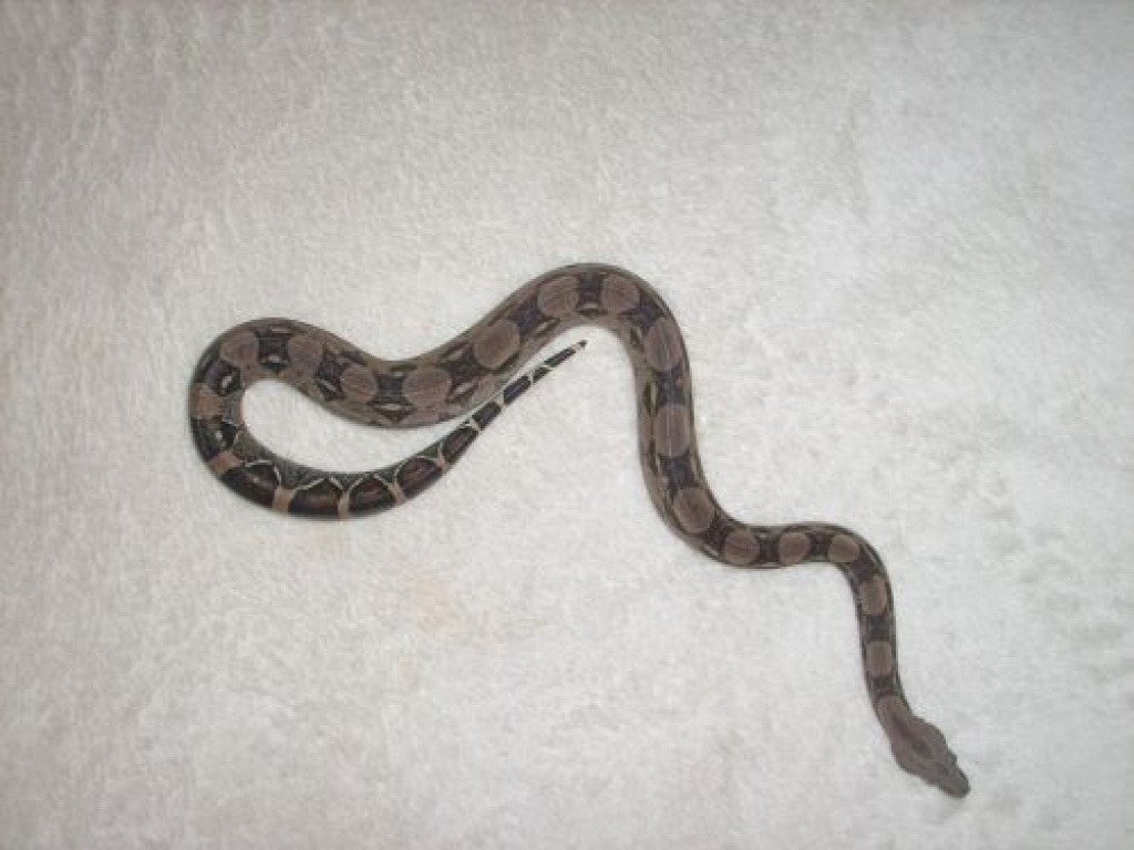1.1 Kolumbianische Rotschwanzboas Frz guyana abzugeben - Schlangen - Bad Kissingen