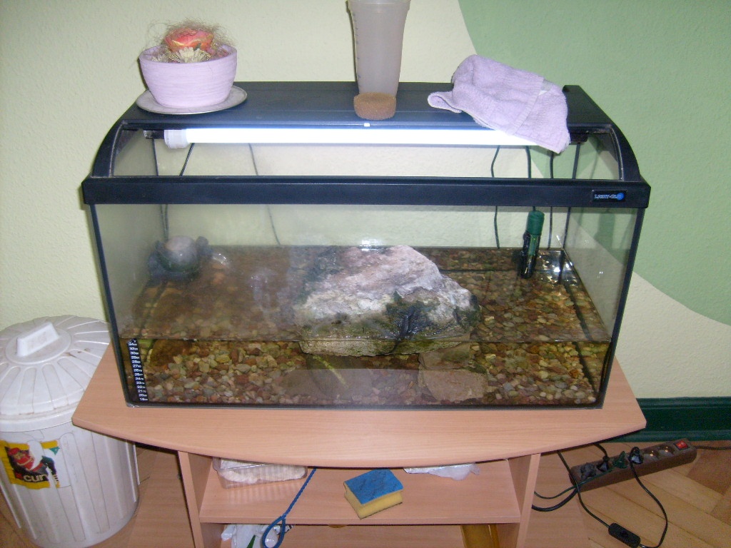 Mississippi Höckerschildkröte + Aquarium und mehr - Schildkroeten - Gotha