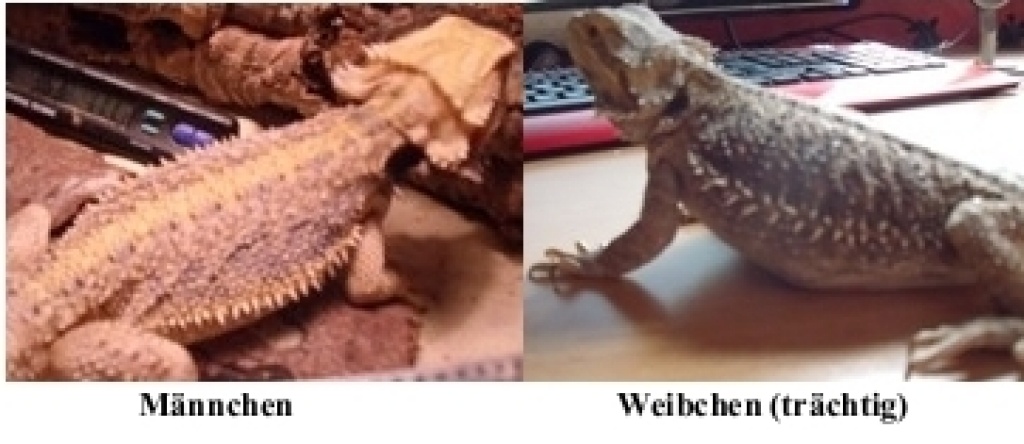 Bartagame dringend abzugeben! - Echsen - Breckerfeld