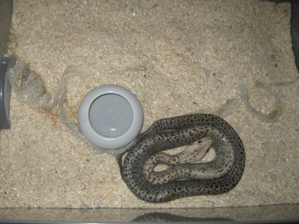 Granit Tigerpython Männchen abzugeben. - Schlangen - Köln