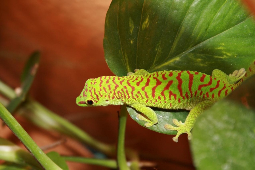 2,2 Phelsuma Mad Grandis High Red suchen neues Zuhause - Gecko - Rödermark/Ahlen