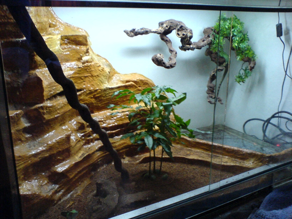 1.1 Basiliscus plumifrons (Stirnlappenbasilisk) mit Terra und Technik - Basilisk - Recklinghausen