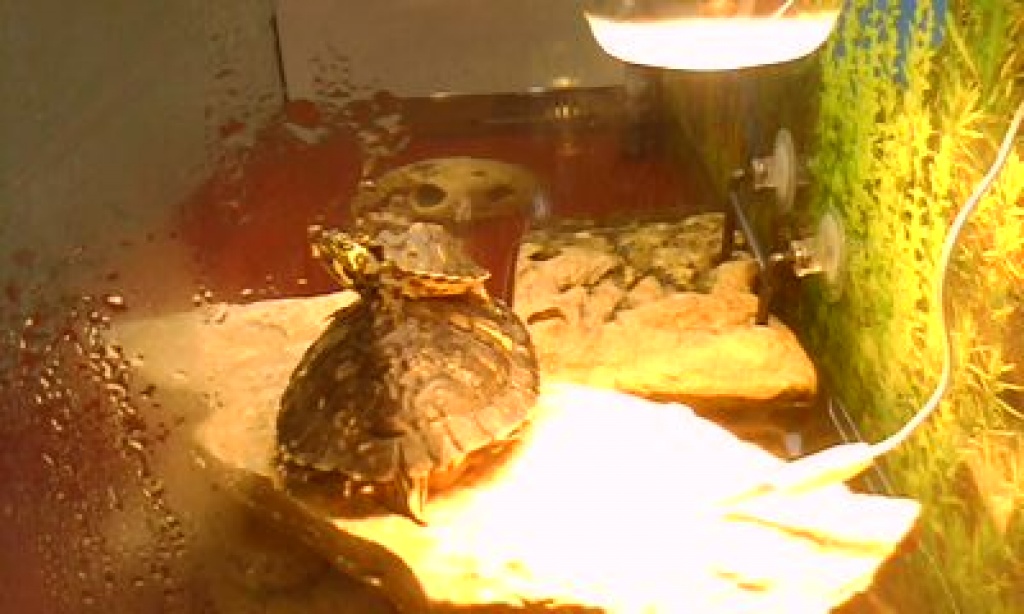 Gebe 2 Gelbwangenschildkröten + Aquarium ab - Schildkroeten - Erfurt