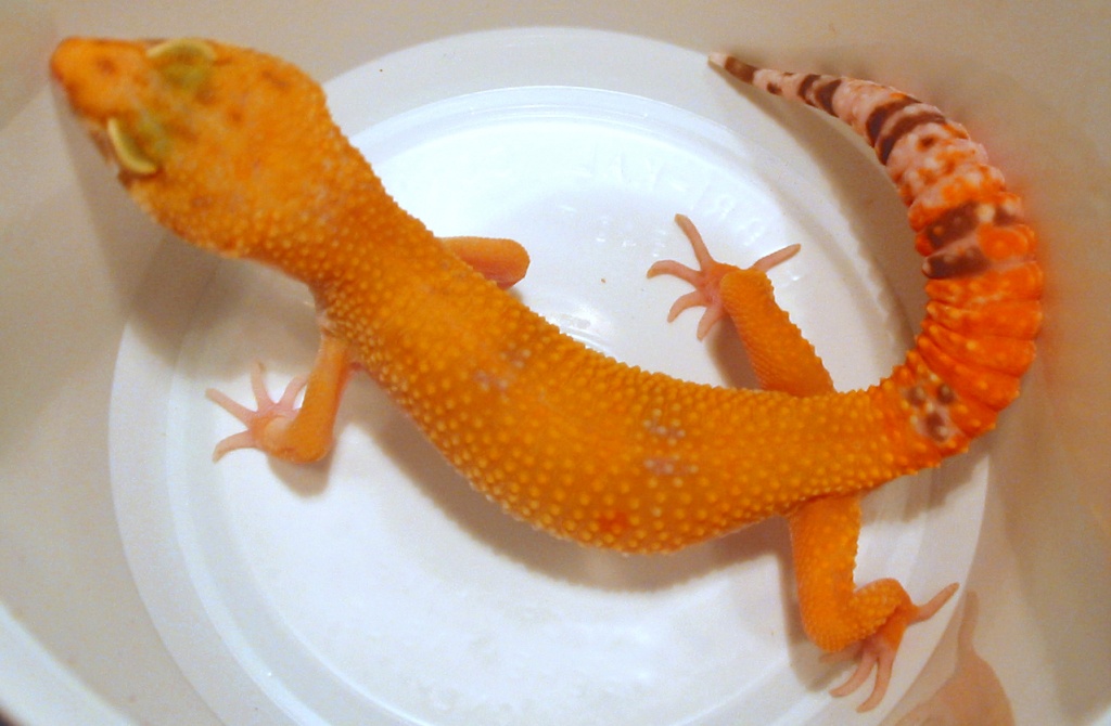 Wunderschöne Leopardgeckos abzugeben - Gecko - Herxheimweyher