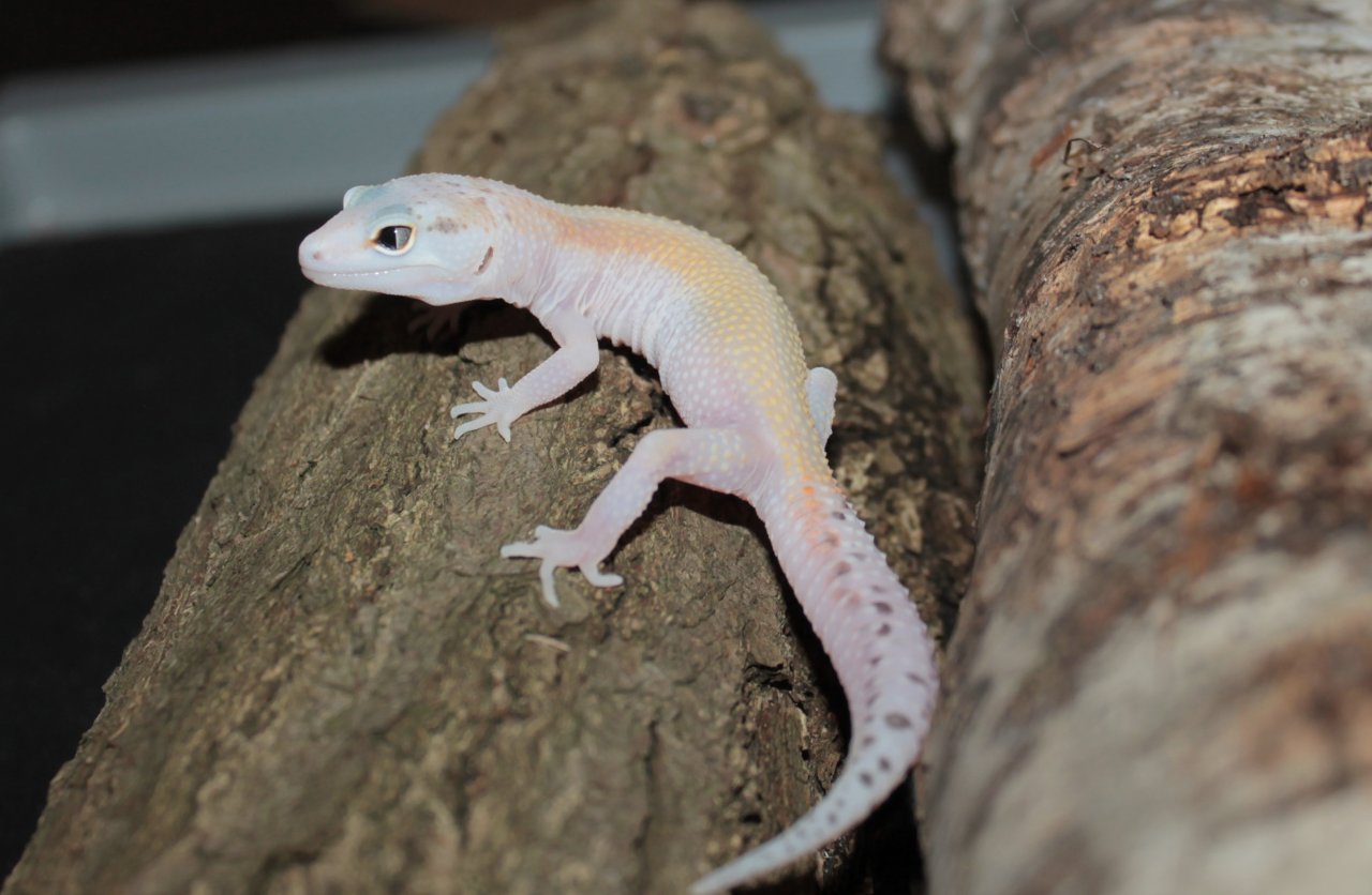 Leopardgecko Weibchen aus 2022 - Gecko - Geesthacht