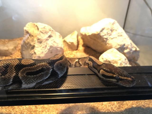 Königspython zu verkaufen - Schlangen Python - Barsinghausen 