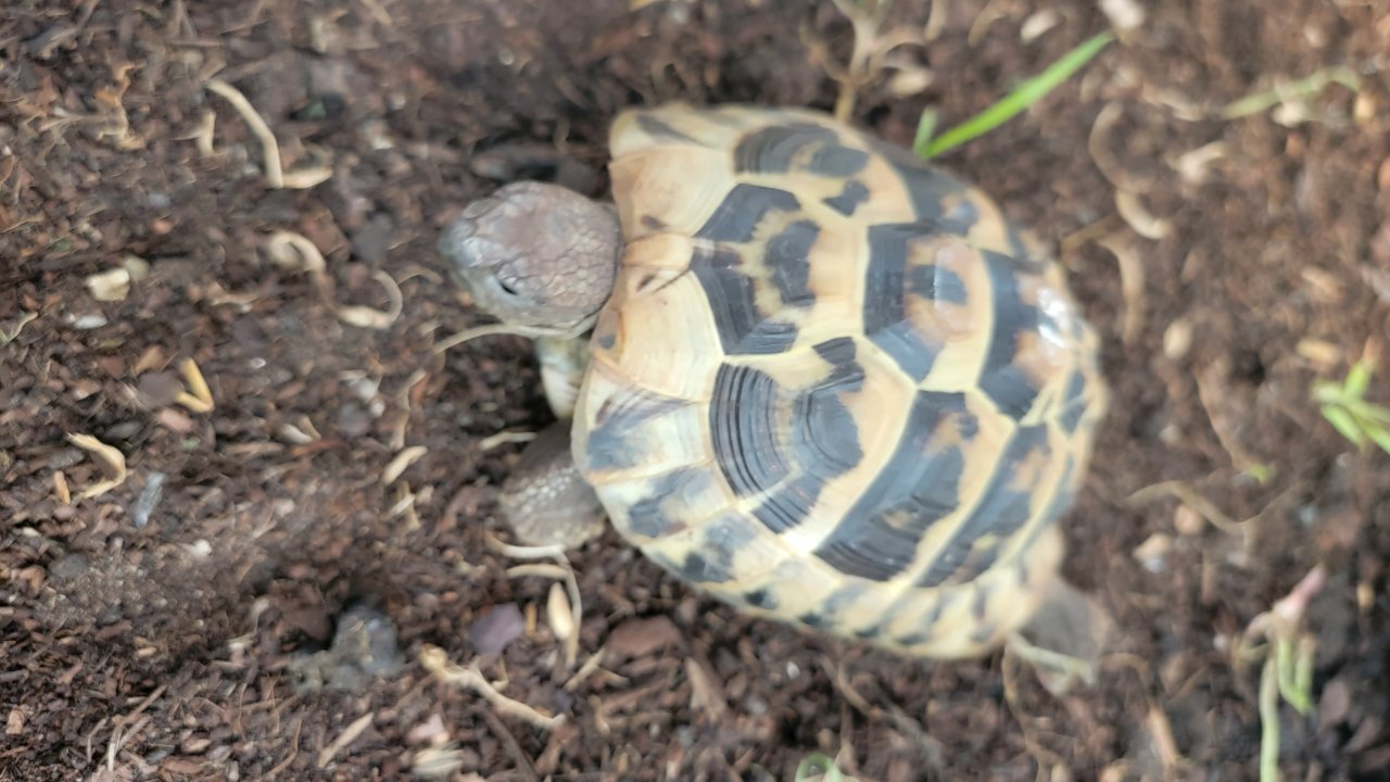 Griechische Landschildkröte - Schildkroeten - Heimenkirch