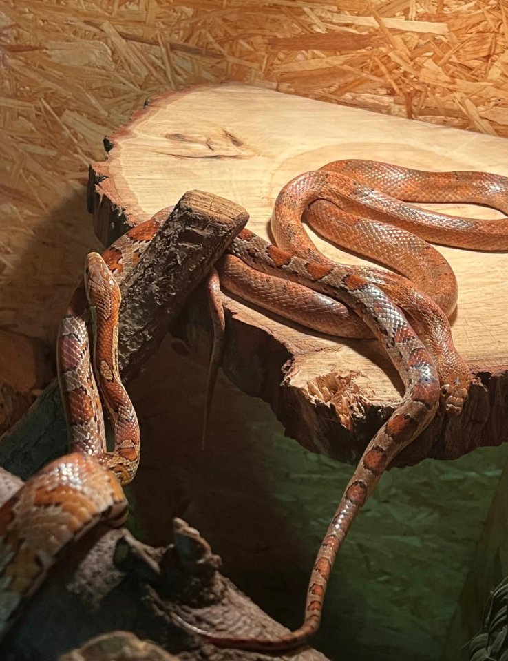 Zwei Kornnattern inkl. Terrarium - Schlangen - Berlin